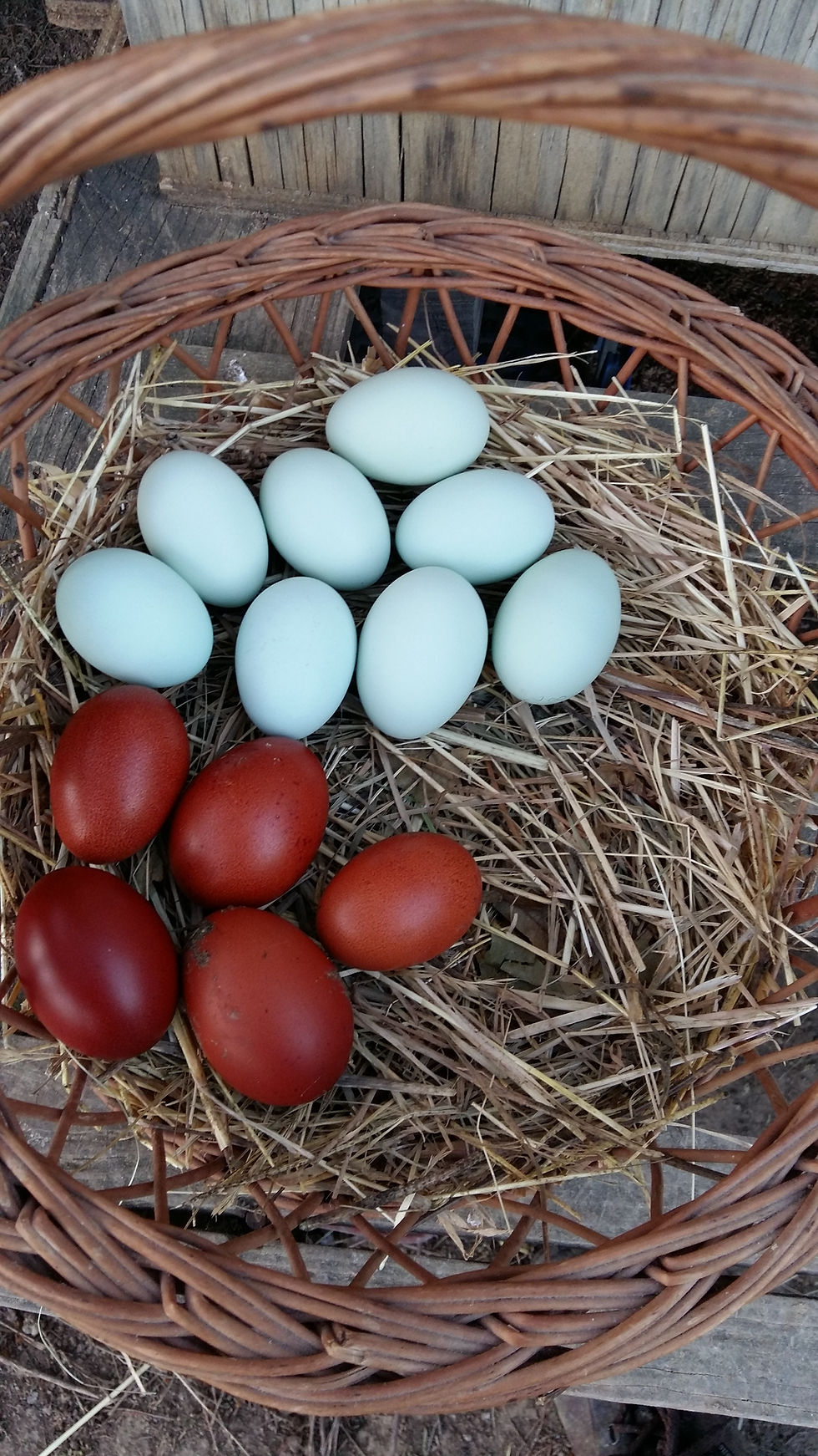 Oeufs Fécondés à couver De l